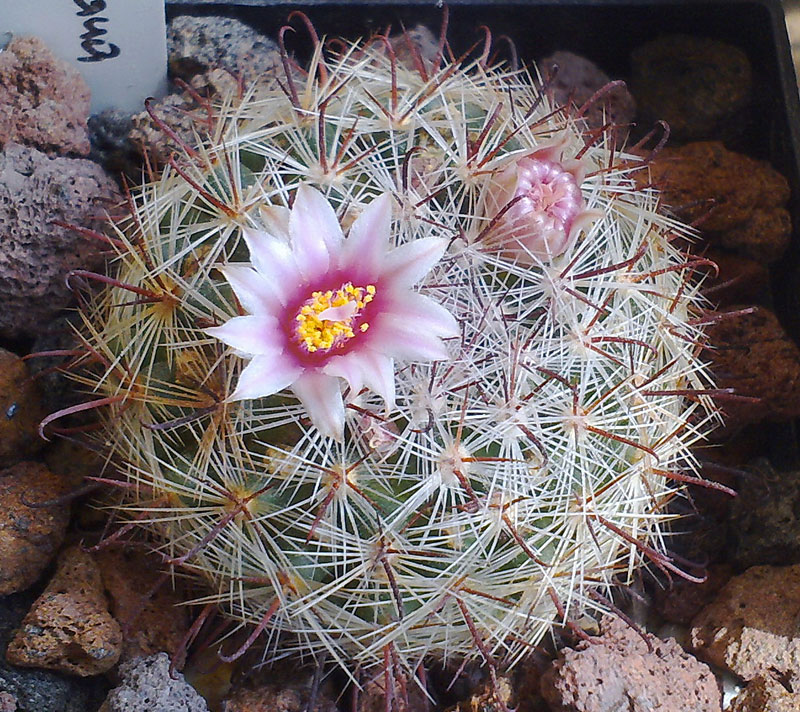 Mammillaria jaliscana